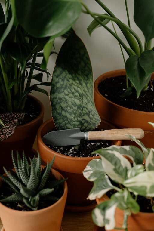 Consejos prácticos para mantener plantas de interior saludables y vibrantes
